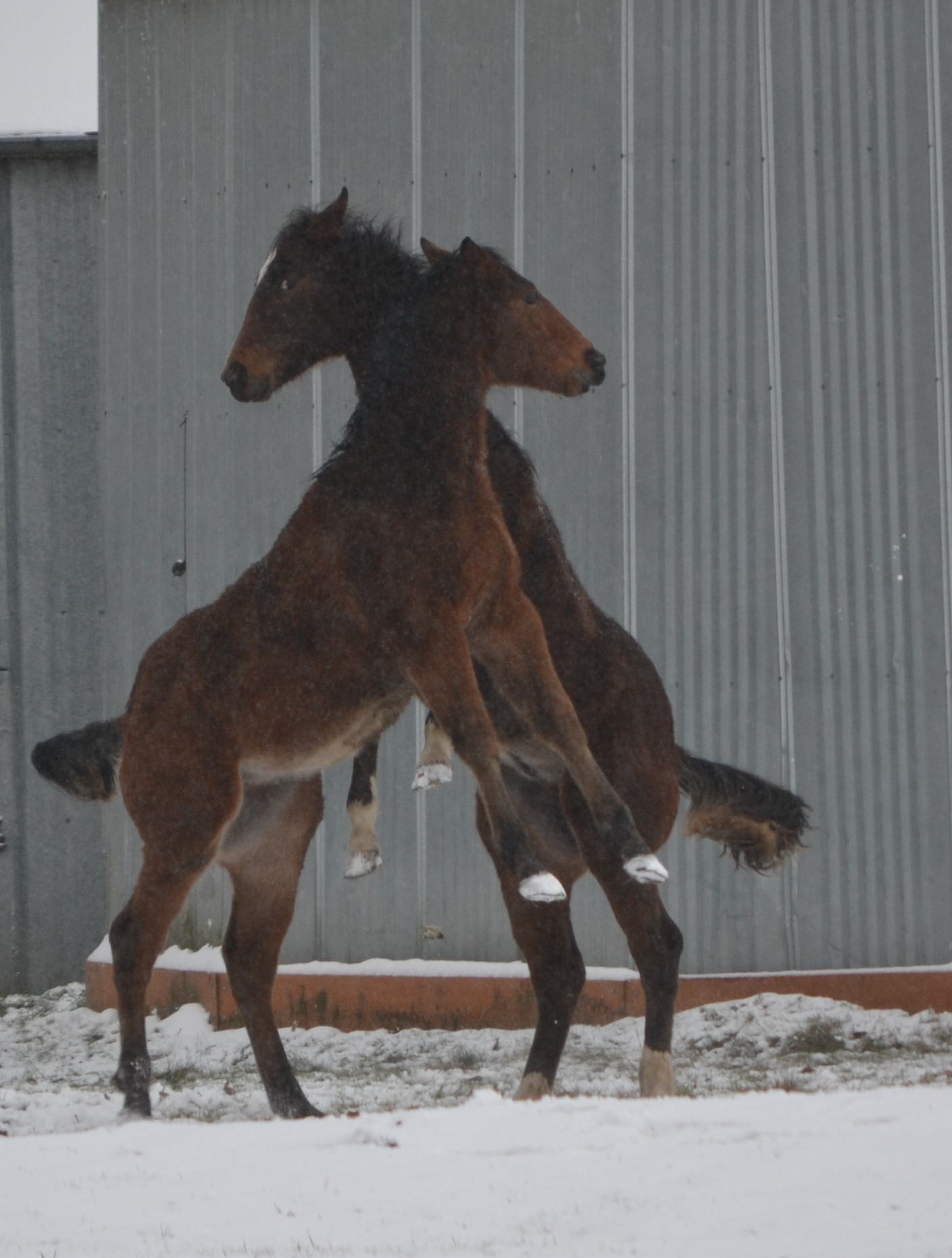 Horses Playing